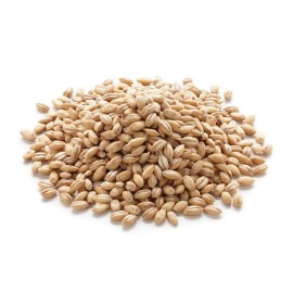 Grains Hulless Barley (1x25LB )